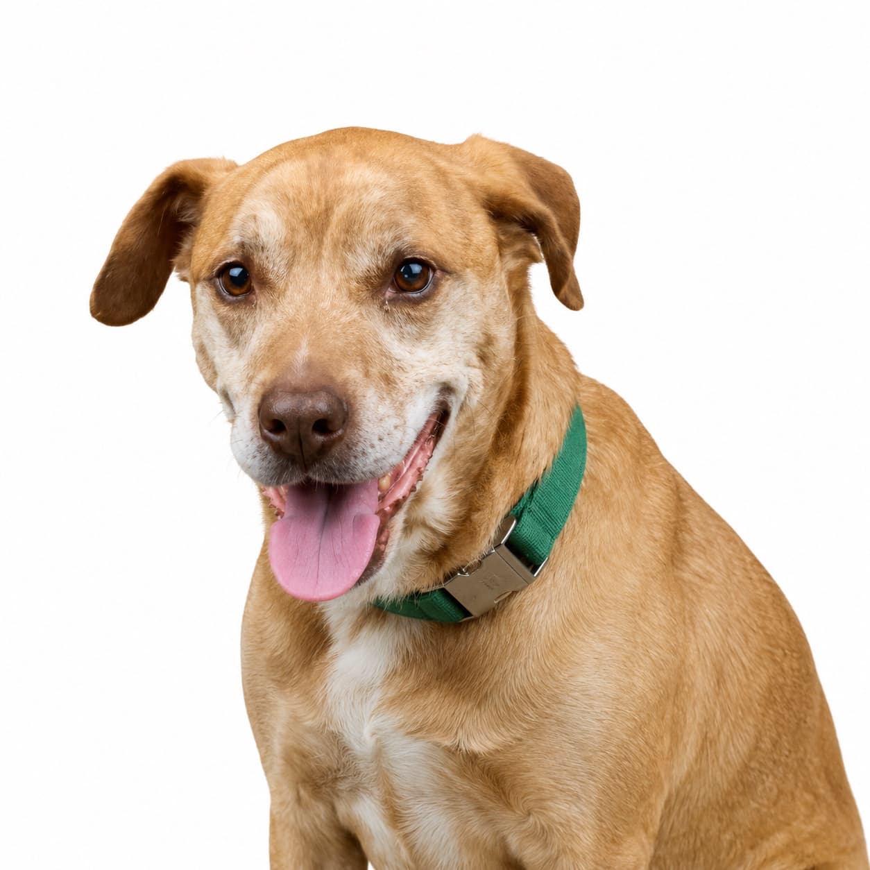 Luna, Labrador-Mix, Die Ausdauernde