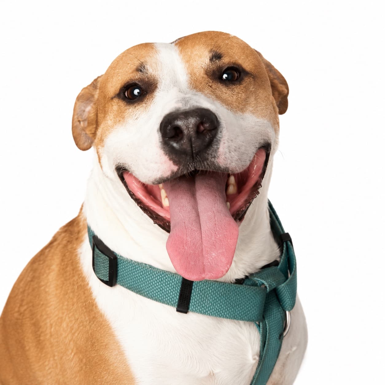 Mila, American Staffordshire-Mix, Die Fröhliche